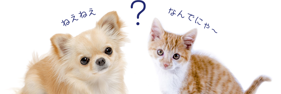 犬と猫