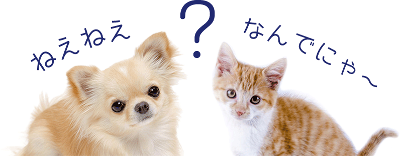 犬と猫