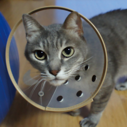 c[J[Love Cat (1)